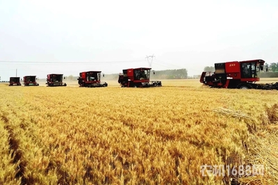東方紅小麥?zhǔn)崭顧C問鼎農(nóng)業(yè)農(nóng)村部質(zhì)量調(diào)查榜首，引領(lǐng)谷物收獲新篇章